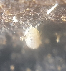 Haplophthalmus danicus