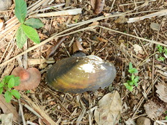 Anodontites trapesialis