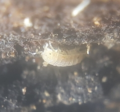 Haplophthalmus danicus