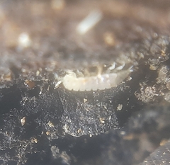 Haplophthalmus danicus