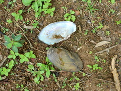 Anodontites trapesialis