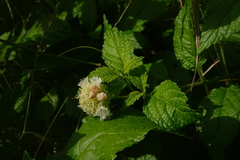 Varronia macrocephala