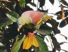 Treron curvirostra