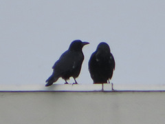 Corvus corone