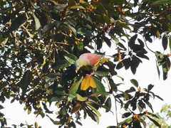 Treron curvirostra