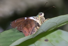 Astraptes fulgerator