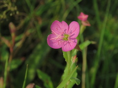 Oenothera rosea