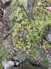 Ptychomnion aciculare