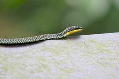 Chrysopelea paradisi