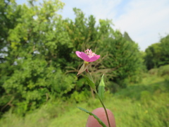Oenothera rosea