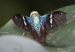 Astraptes fulgerator