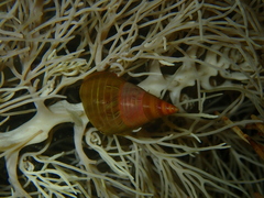 Phasianotrochus eximius