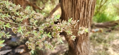 Leptospermum lanigerum