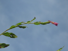 Oenothera rosea