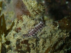 Amblyosyllis