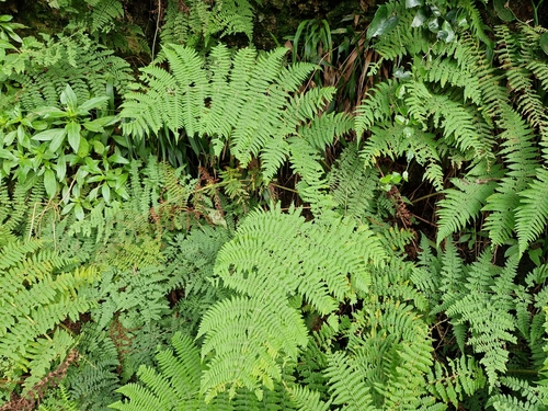 Dryopteris oligodonta image