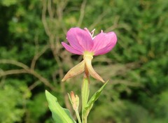 Oenothera rosea