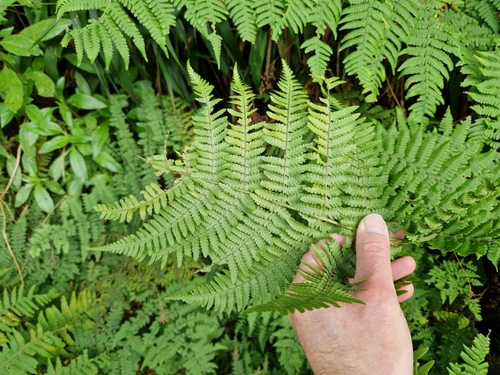 Image of Dryopteris oligodonta by (c) Jens-Christian Svenning, some rights reserved (CC BY)