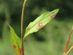 Oenothera rosea