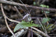 Corybas acuminatus
