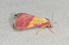 Phytometra rhodarialis