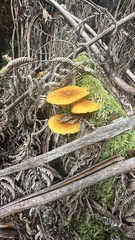 Heimiomyces velutipes