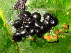 Phytolacca americana