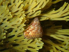 Prothalotia pulcherrima