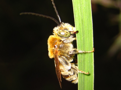 Eucerini