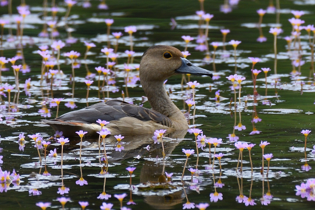 Cabomba furcata; photograph (c) sunnyjosef, some rights reserved (CC BY)