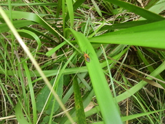 Gminatus
