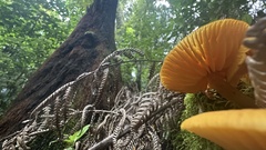 Heimiomyces velutipes