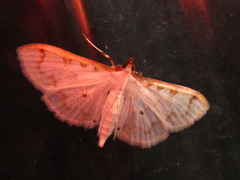 Palpita inusitata