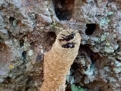 Tetragonilla collina