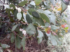 Eucalyptus pauciflora