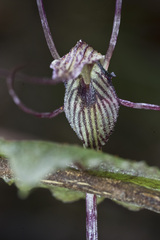 Corybas acuminatus