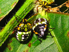 Nezara antennata
