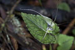 Corybas acuminatus