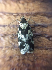 Barea confusella
