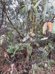 Eucalyptus pauciflora