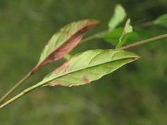 Oenothera rosea
