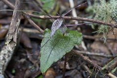 Corybas acuminatus