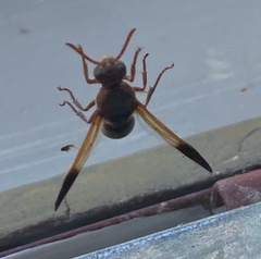 Rhynchium
