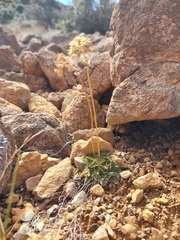 Anisotome flexuosa