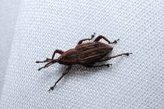 Rhabdoscelus lineaticollis