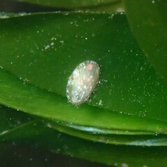 Asteracmea stowae