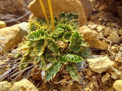 Anisotome flexuosa