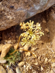 Anisotome flexuosa