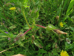 Helminthotheca echioides