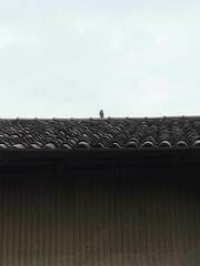 Accipiter nisus